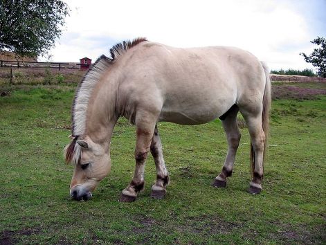 800px-horse_hjerl_hede_2004_ubt.jpeg