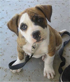 americanbulldog.jpg