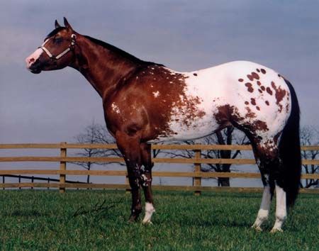 appaloosa.jpg