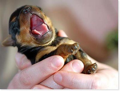 baby-dogs2.jpg