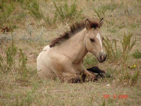 baby-horsie-so-cute.jpg