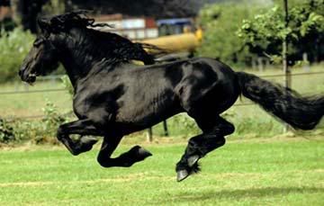 blackhorse.jpg