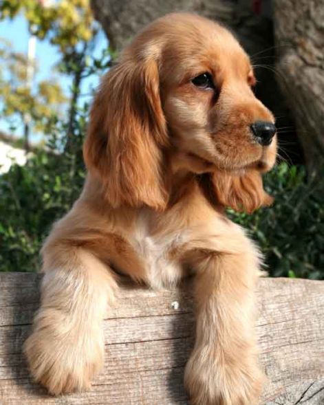 cocker-spaniel-puppy-picture.jpg