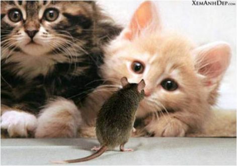 cute_kitten.jpg