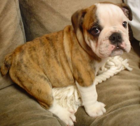 english_bulldog_puppy.jpg