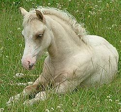 filly.jpg