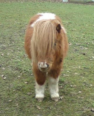 horse18486-2.jpg
