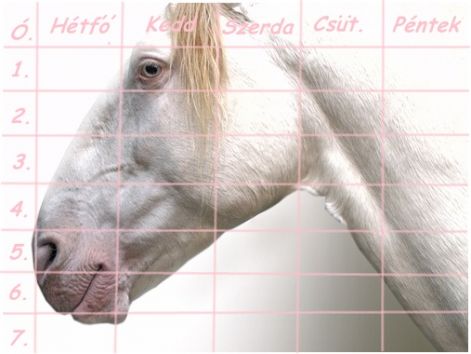 orarend_albino.jpg orarend_albino.jpg