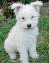 pumi_dog.jpg