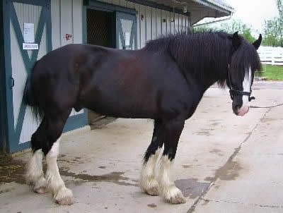 shirehorsewpd_ap4h.jpg