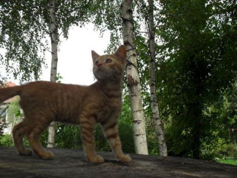 Vili user_14978034_1284283989704_box2.jpg
