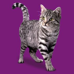 whiskas_termekek_adult.jpg